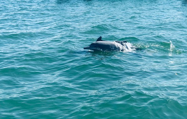 Quels sont les avantages de séjourner dans une maison de vacances en Bretagne avec des excursions en bateau pour observer les dauphins?